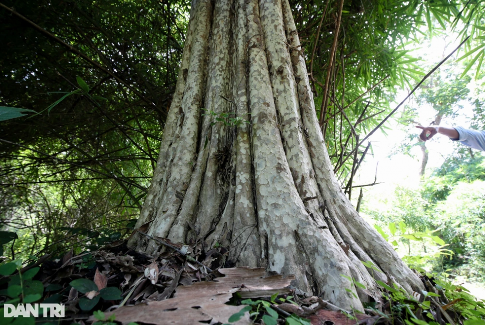 Khu rừng hơn 600ha làm hồ Ka Pét có những loài cây quý nào?