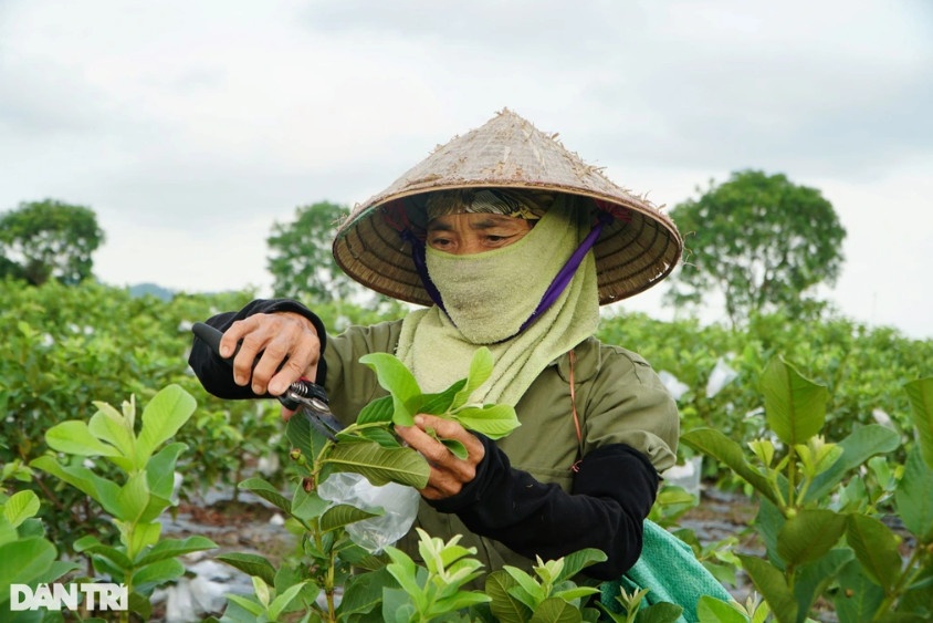 Nông dân xã Hà Long phấn khởi, làm giàu nhờ trồng ổi lê Đài Loan (Ảnh: Thanh Tùng).