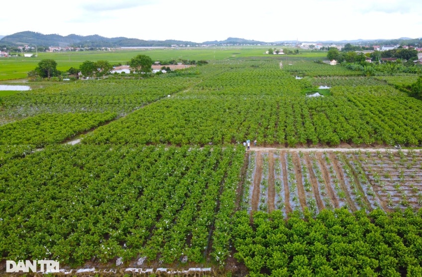 Hiện cả xã Hà Long có gần 200ha đất trồng ổi lê Đài Loan, mỗi năm mang lại lợi nhuận cho bà con nông dân địa phương khoảng 50 tỷ đồng (Ảnh: Thanh Tùng).