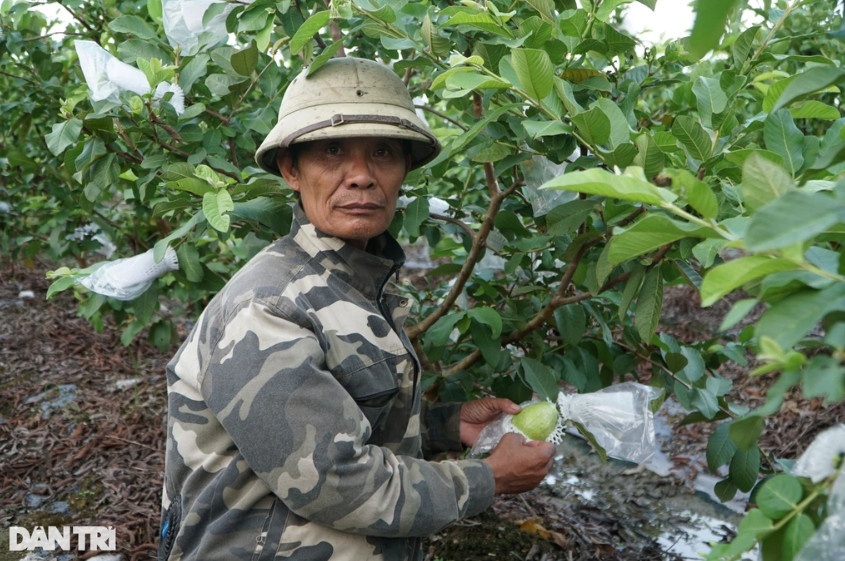 Nhờ trồng ổi, mỗi năm ông Hiền thu nhập hơn 150 triệu đồng (Ảnh: Thanh Tùng).