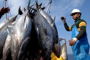 Xuất khẩu cá ngừ sang Trung Quốc còn 