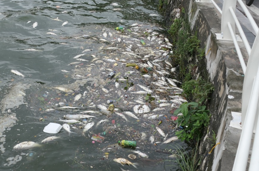 Hà Nội: Cá chết hàng loạt, bốc mùi hôi thối tại Hồ Tây