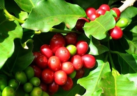 Giá cà phê hôm nay 16/9: Robusta và Arabica tăng mạnh