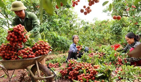 ベトナムの農産物は中国から高く評価されている