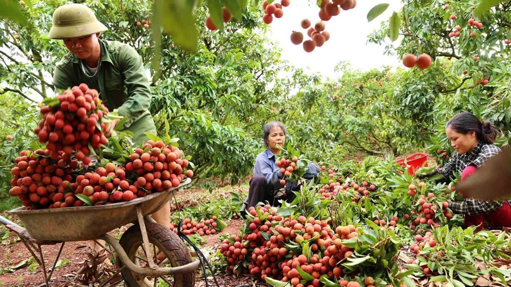 Tin tức kinh tế ngày 16/9: Nông sản Việt được Trung Quốc đánh giá cao