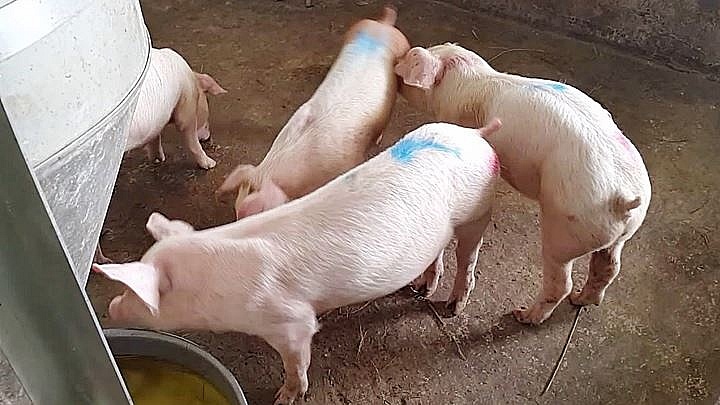 Giá heo hơi hôm nay 18/9: Đồng loạt đi ngang ở 3 miền