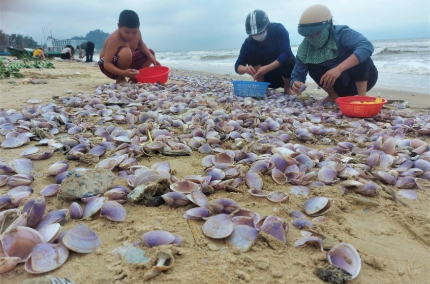 Đây là lần đầu tiên lượng lớn sò tím dạt vào bờ biển Cẩm Nhượng (Ảnh: Quang Dương).