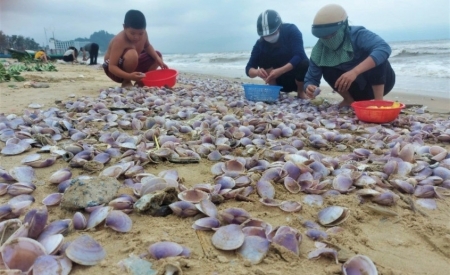 Hàng tấn sò tím dạt bờ biển, người dân đổ xô đi nhặt kiếm tiền triệu