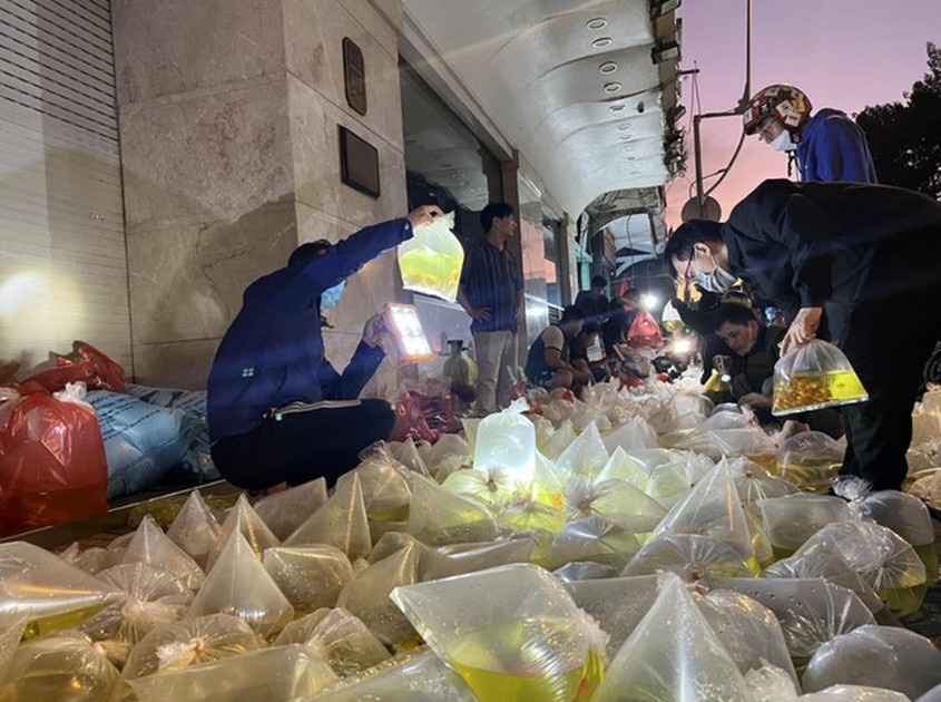 Chợ cá cảnh Lưu Xuân Tín họp lúc sáng, khách quỳ mọp trên vỉa hè rọi đèn săm soi chọn hàng (Ảnh: Uyên Phương).