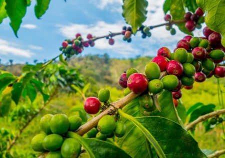 Giá cà phê hôm nay 20/9: Robusta và Arabica diễn biến trái chiều