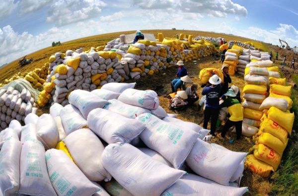 タイとベトナムの米価格は「下落」し続けている