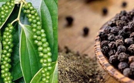 Giá tiêu hôm nay 24/9: Nối dài chuỗi ngày đi ngang