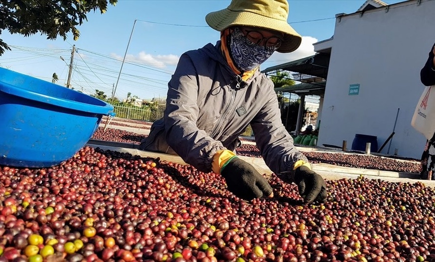 Tin tức kinh tế ngày 25/9: Giá cà phê xuất khẩu tiếp tục lập kỷ lục