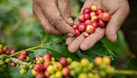 Giá cà phê hôm nay 28/9: Robusta và Arabica điều chỉnh giảm