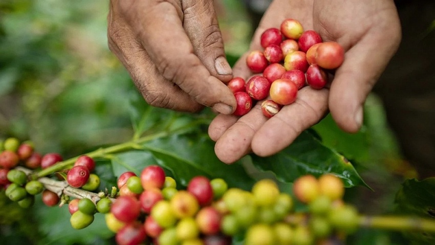 Giá cà phê hôm nay 28/9: Robusta và Arabica điều chỉnh giảm