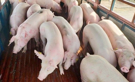 Giá heo hơi hôm nay 28/9: Tiếp tục giảm nhẹ