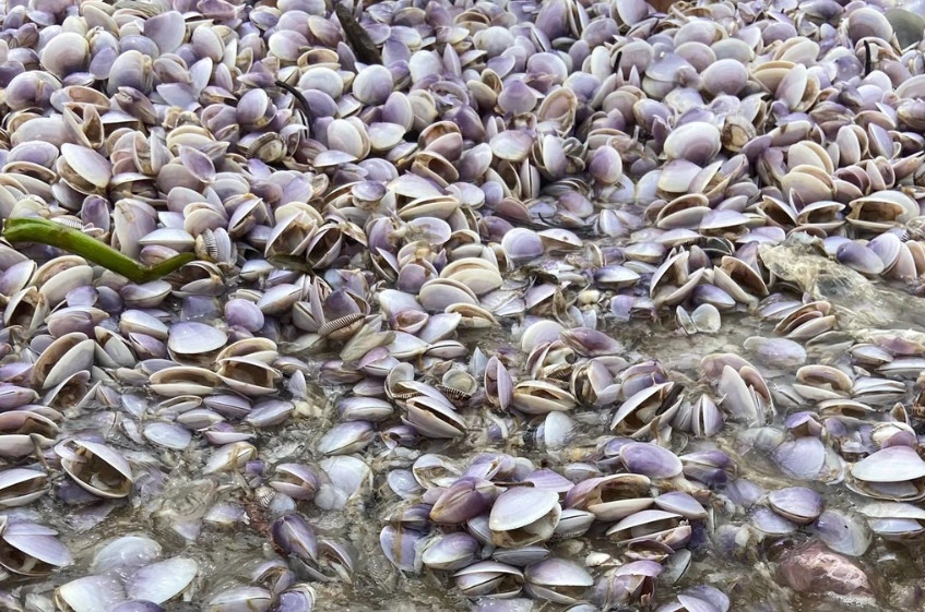 Vạng dạt vào bờ biển Cửa Lò với mật độ dày đặc, thậm chí có những khu vực dồn thành đống nhưng phần lớn đã chết (Ảnh: Trang Hồ).