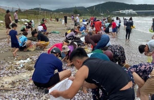 1km dọc bãi biển chất đầy ngao, người dân xách bao tải đi nhặt "lộc"