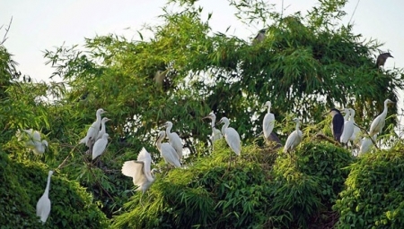 Đảo cò Thanh Miện - Điểm du lịch sinh thái hấp dẫn ở Hải Dương
