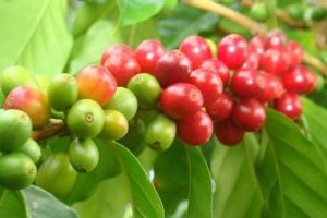 Giá cà phê hôm nay 30/9: Đồng loạt giảm