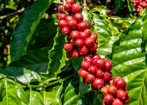 Giá cà phê hôm nay 2/10: Robusta và Arabica ổn định