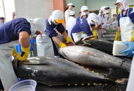 Xuất khẩu cá ngừ của Việt Nam sang Nhật Bản liên tục sụt giảm