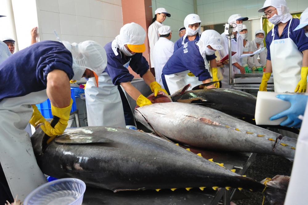 Xuất khẩu cá ngừ của Việt Nam sang Nhật Bản liên tục sụt giảm