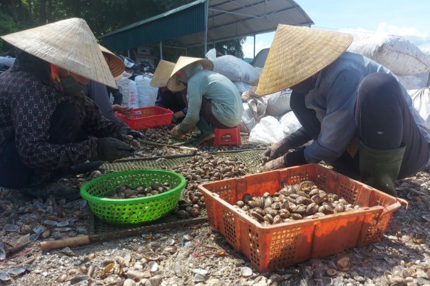 Người dân phân loại sò lông trước khi đóng bao tải bán cho thương lái (Ảnh: Văn Nguyễn).