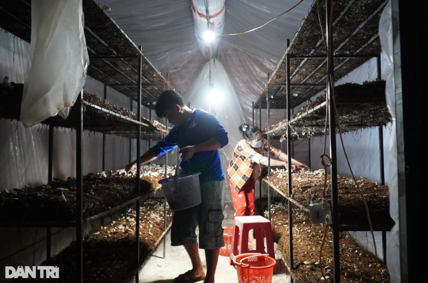 Trang trại nấm của chị Linh đang tạo việc làm ổn định cho 2 lao động địa phương (Ảnh: Nguyễn Cường).