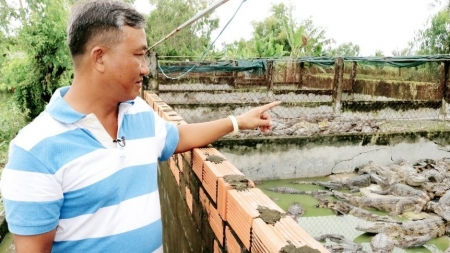 Phát triển mô hình nuôi cá sấu tại vùng U Minh Thượng