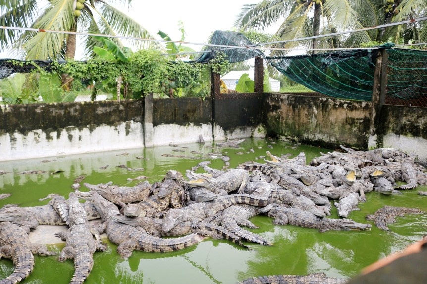 Phát triển mô hình nuôi cá sấu tại vùng U Minh Thượng