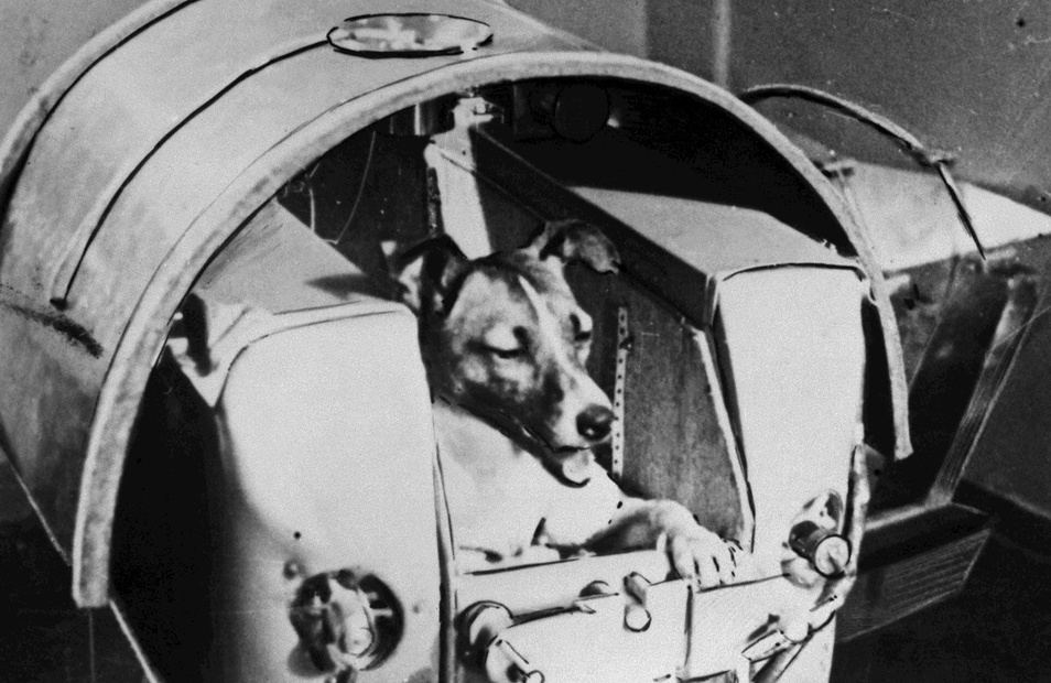 Điều gì đã xảy ra với chú chó đầu tiên bay vào vũ trụ?
