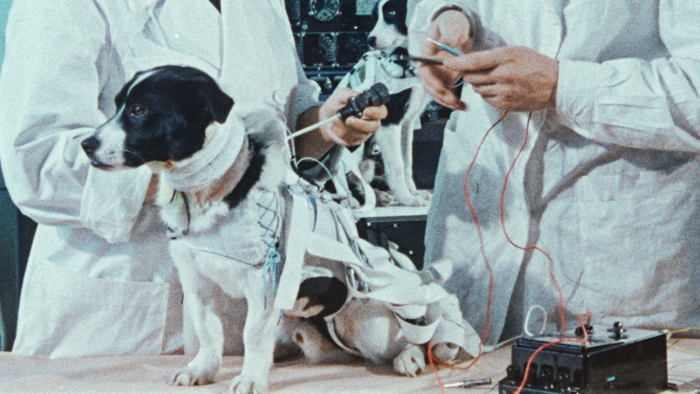 Điều gì đã xảy ra với chú chó đầu tiên bay vào vũ trụ? - 2