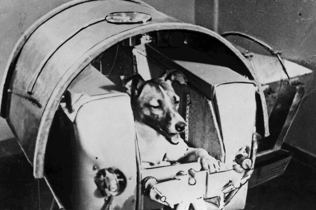 Điều gì đã xảy ra với chú chó đầu tiên bay vào vũ trụ? - 1