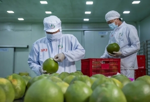 Tin tức kinh tế ngày 13/10: Kim ngạch xuất khẩu rau quả cao nhất 10 năm