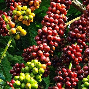 Tin tức kinh tế ngày 14/10: Giá cà phê xuất khẩu đạt mức kỷ lục
