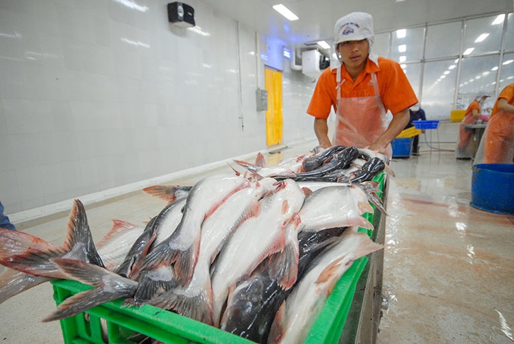 Thị trường nào tiêu thụ cá tra Việt Nam nhiều nhất?