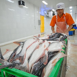 Thị trường nào tiêu thụ cá tra Việt Nam nhiều nhất?
