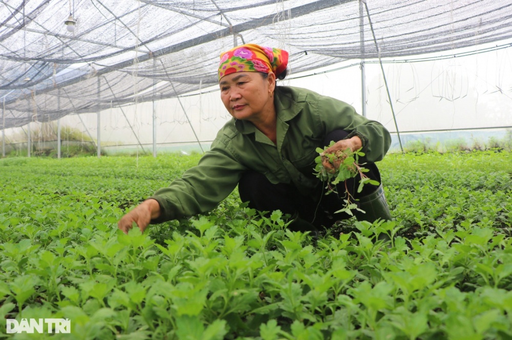 Mỗi vụ hoa, vừa bán cây giống, vừa bán hoa Tết mang lại cho bà Thảo nguồn thu nhập 70-80 triệu đồng (Ảnh: Hoàng Lam).