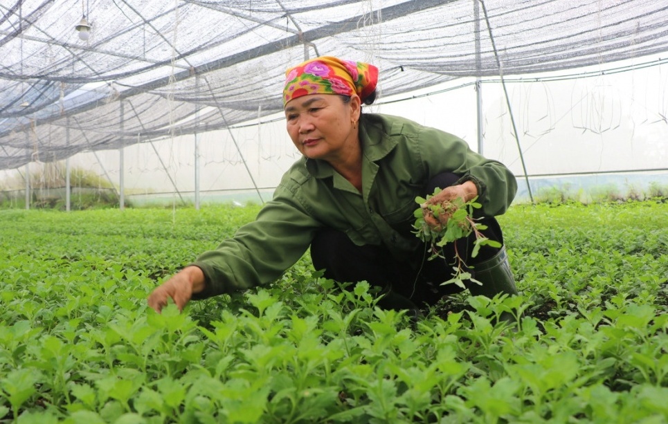 "Rải tiền tỷ, nhặt tiền lẻ", nữ nông dân thu hàng trăm triệu đồng mỗi năm