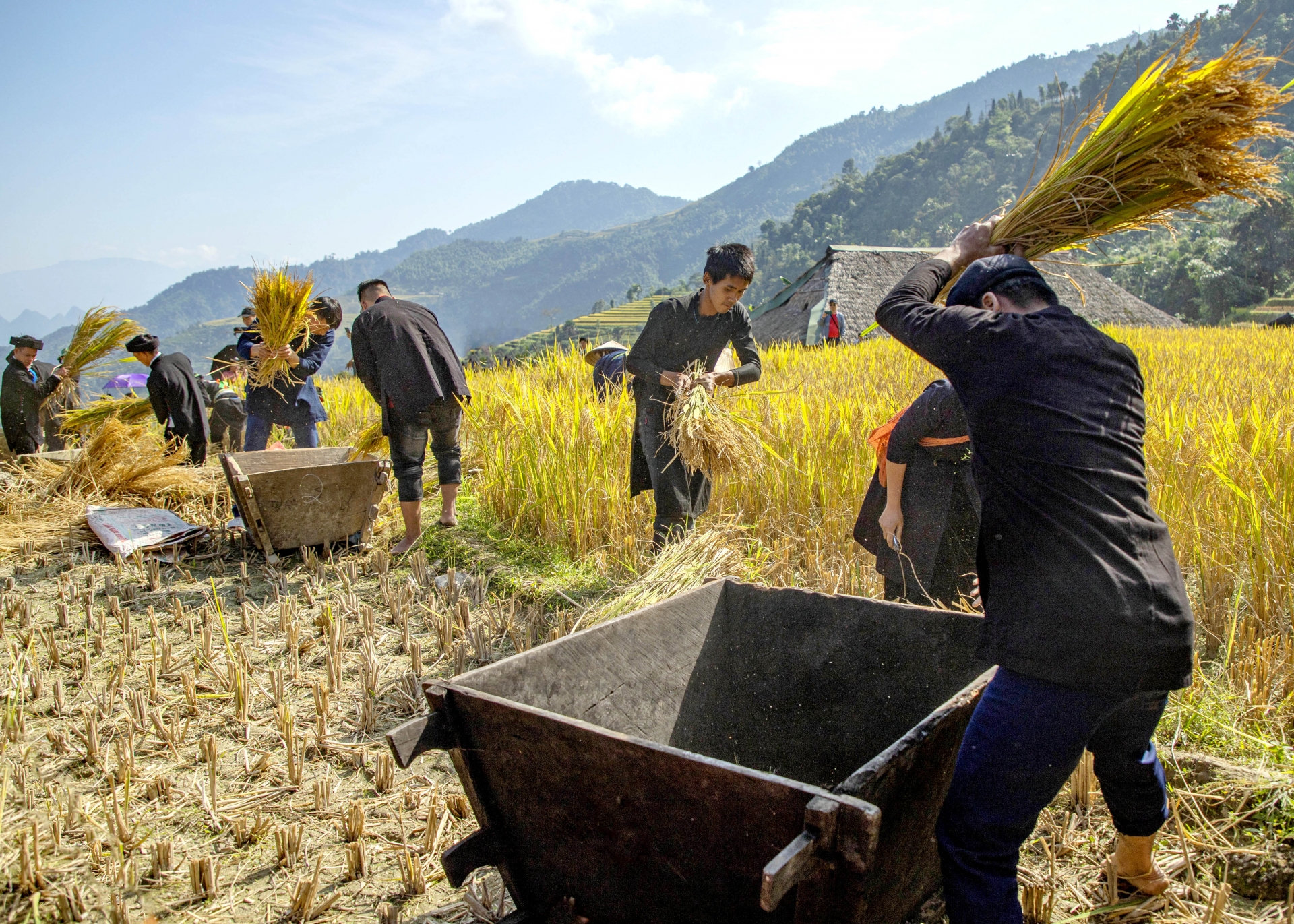 Trải nghiệm “Rừng vàng” Xà Phìn Trải nghiệm “Rừng vàng” Xà Phìn