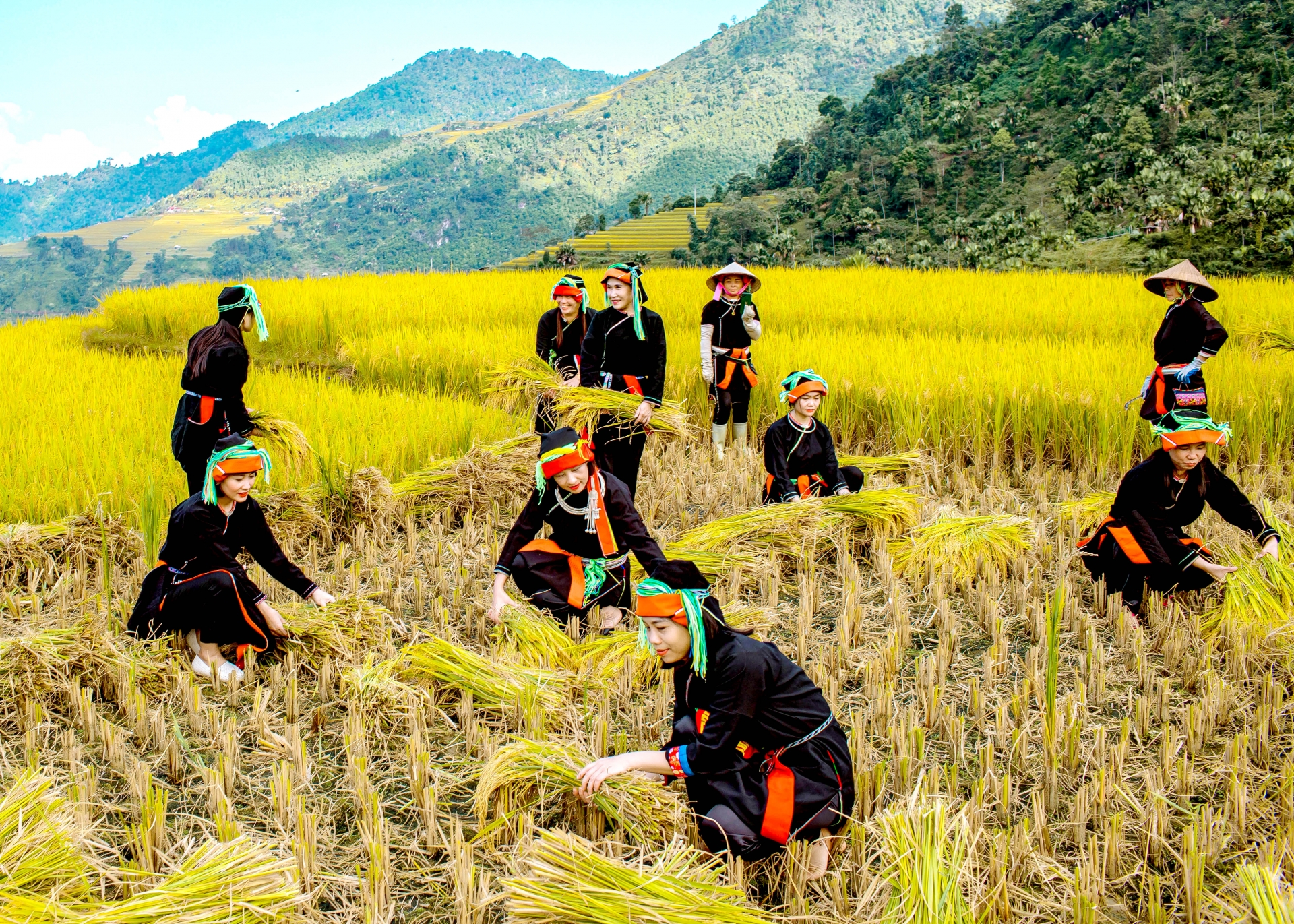 Trải nghiệm “Rừng vàng” Xà Phìn Trải nghiệm “Rừng vàng” Xà Phìn