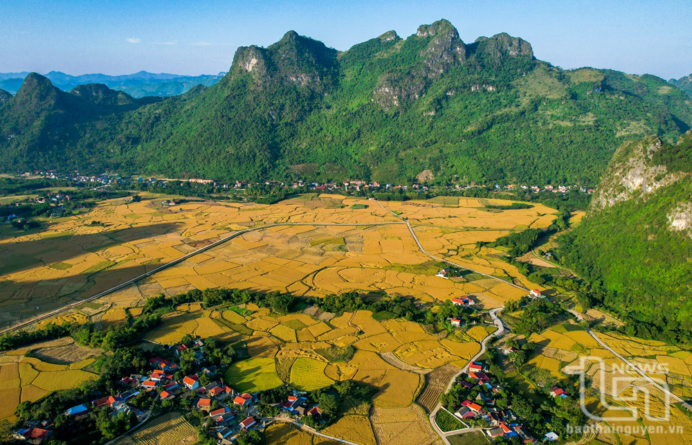 Mùa vàng vùng cao Mùa vàng vùng cao