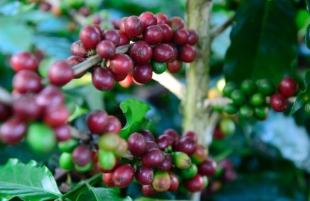 Giá cà phê hôm nay 30/10: Cao nhất ở mức 59.500 đồng/kg