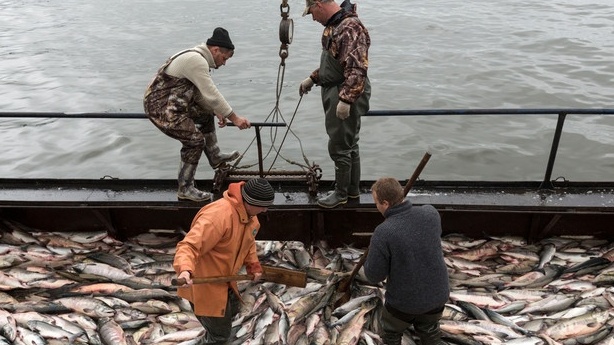 Nga tính lợi dụng lệnh cấm hải sản từ Nhật Bản của Trung Quốc