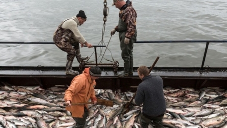 Nga tính lợi dụng lệnh cấm hải sản từ Nhật Bản của Trung Quốc