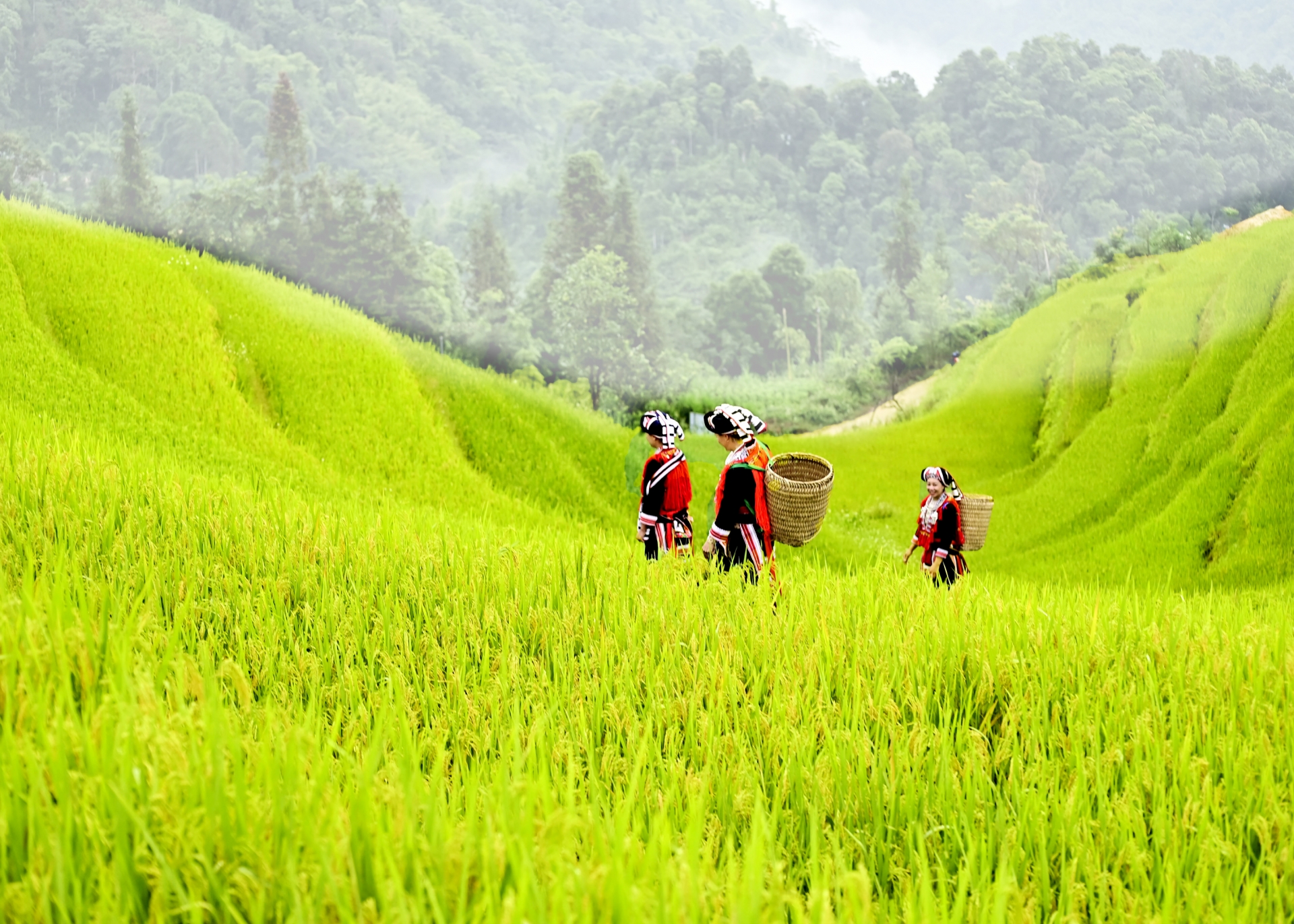 Ruộng bậc thang - Kiệt tác từ bàn tay lao động