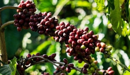 Giá cà phê hôm nay 6/11: Thị trường trong nước giảm nhẹ