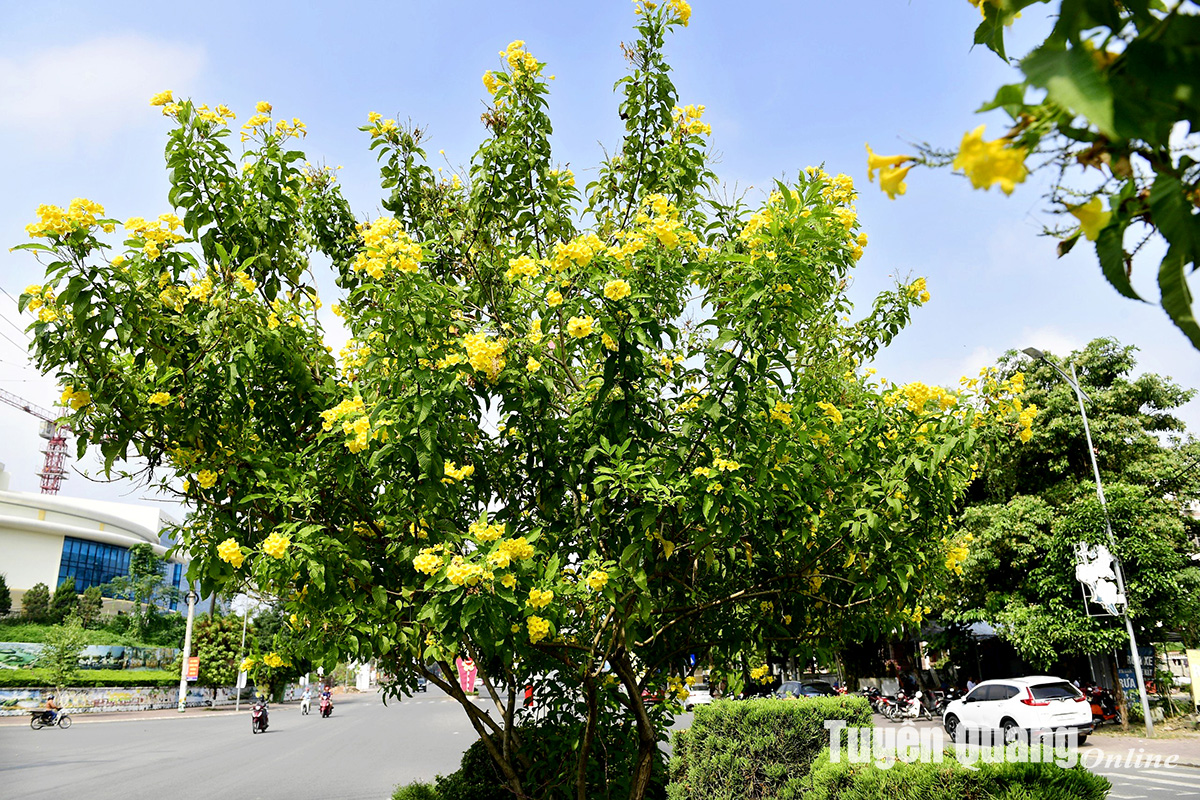 Rực rỡ sắc hoa chuông vàng giữa lòng thành phố