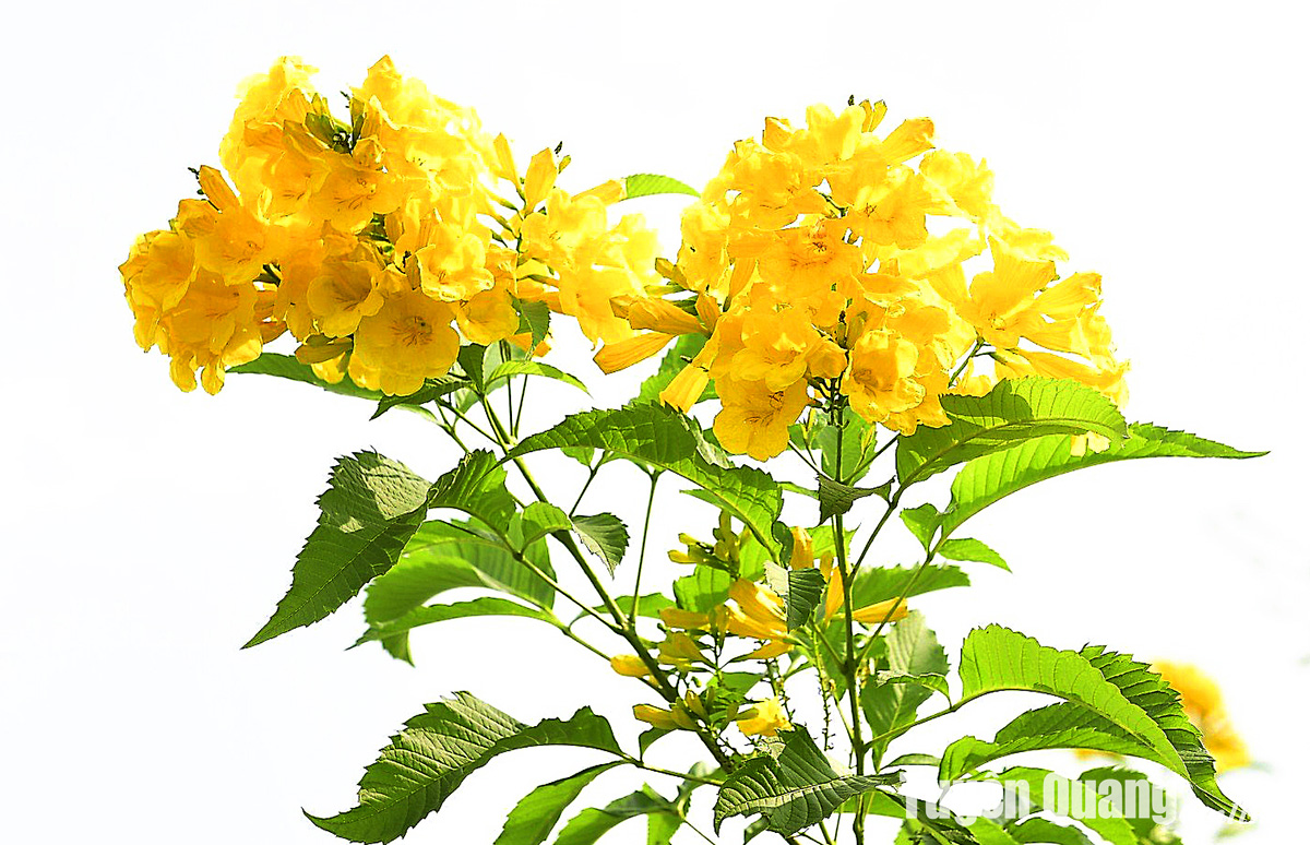 Rực rỡ sắc hoa chuông vàng giữa lòng thành phố